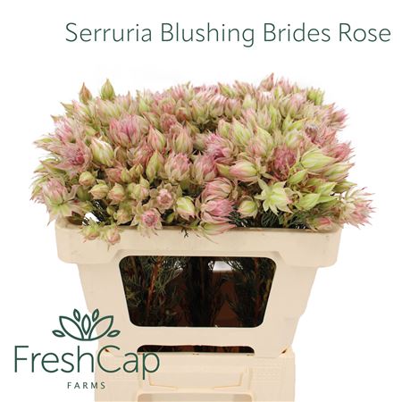 Serruria Florida