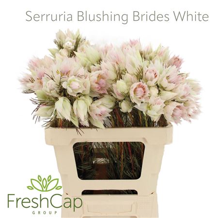 Serruria Florida