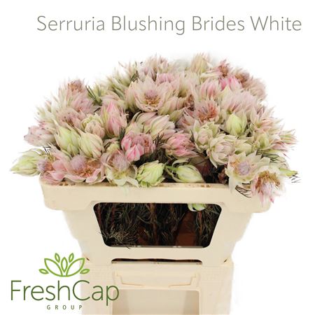 Serruria Florida