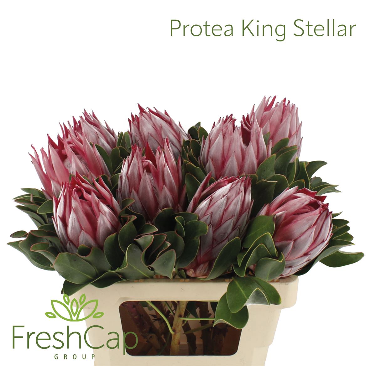 Protea Cynaroides 50cm