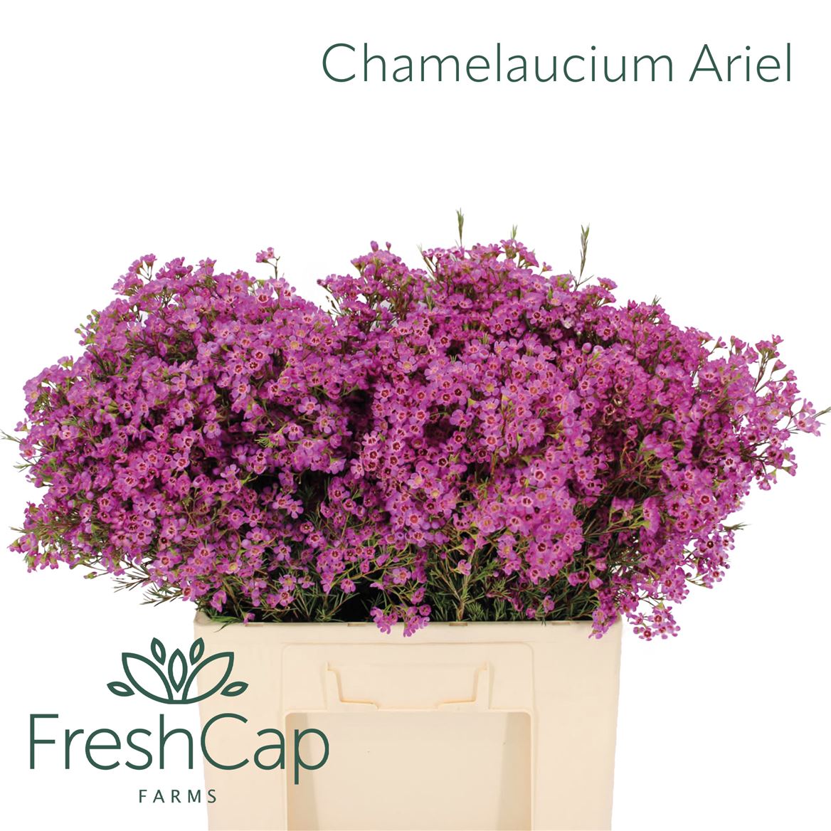 Chamelaucium Ariel 60cm 40gr.