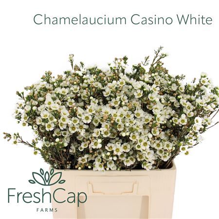 Chame Un Casin White
