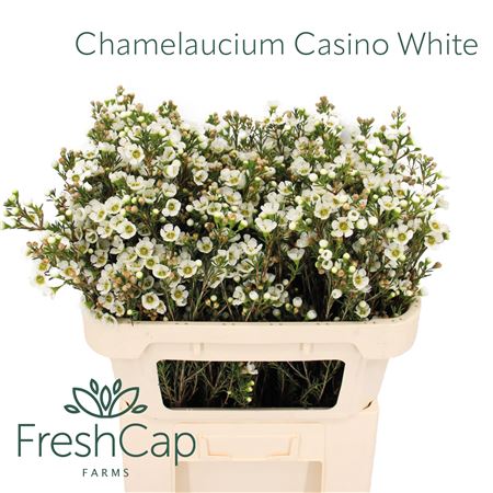 Chame Un Casin White