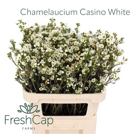 Chame Un Casin White
