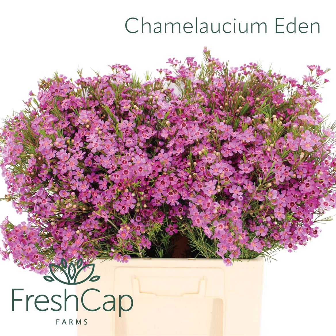Chamelaucium Eden 60cm 35gram