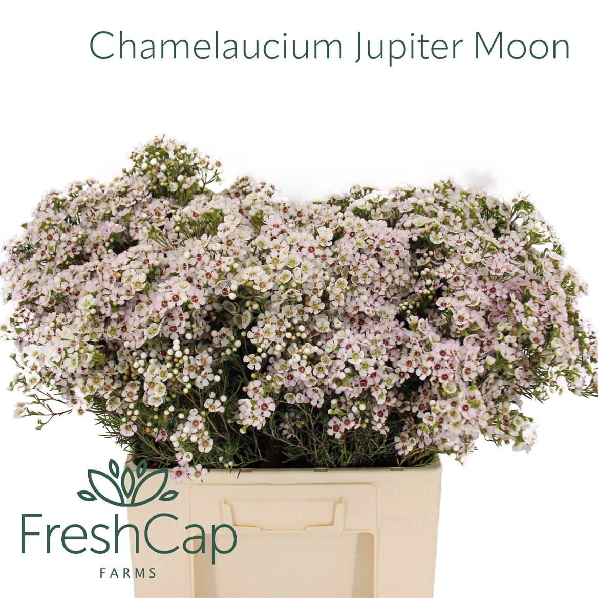 Chamelaucium Jupiter Moon 60cm 55gr.