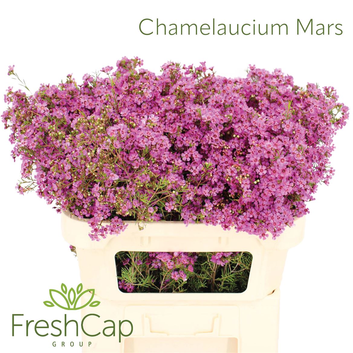 Chamelaucium Mars 70cm 80gr.