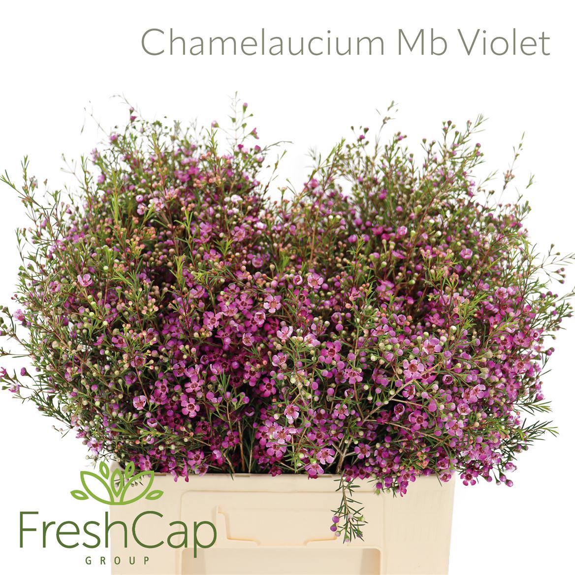 Chamelaucium Purple Prid 60cm 35gram