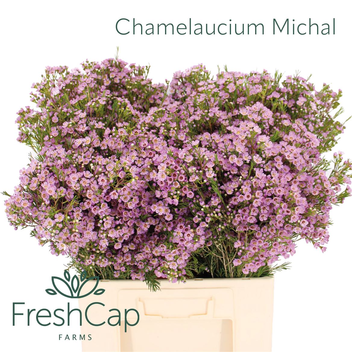 Chamelaucium Michal 60cm 40gram