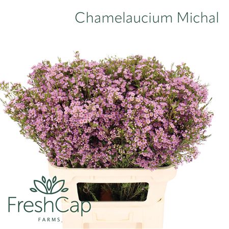 Chame Un Michal