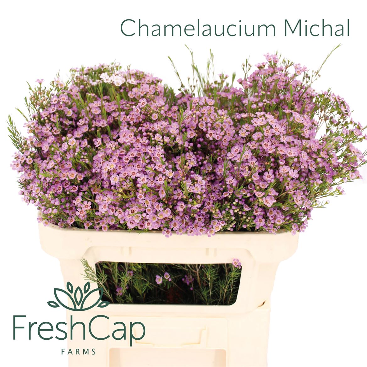 Chamelaucium Michal 60cm 35gr.