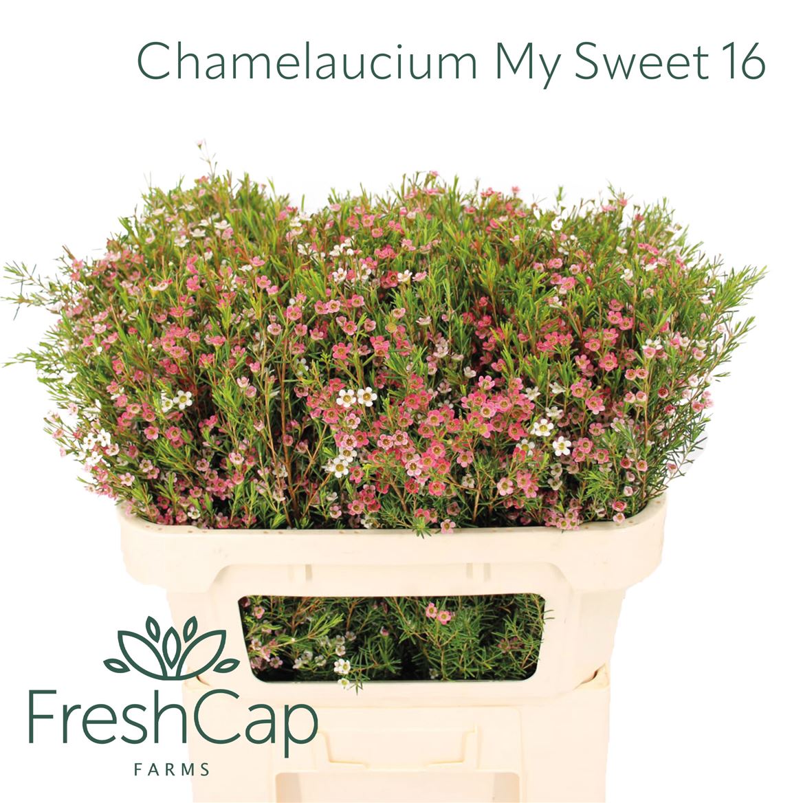 Chamelaucium My Sweet Sixteen 70cm 50gr.