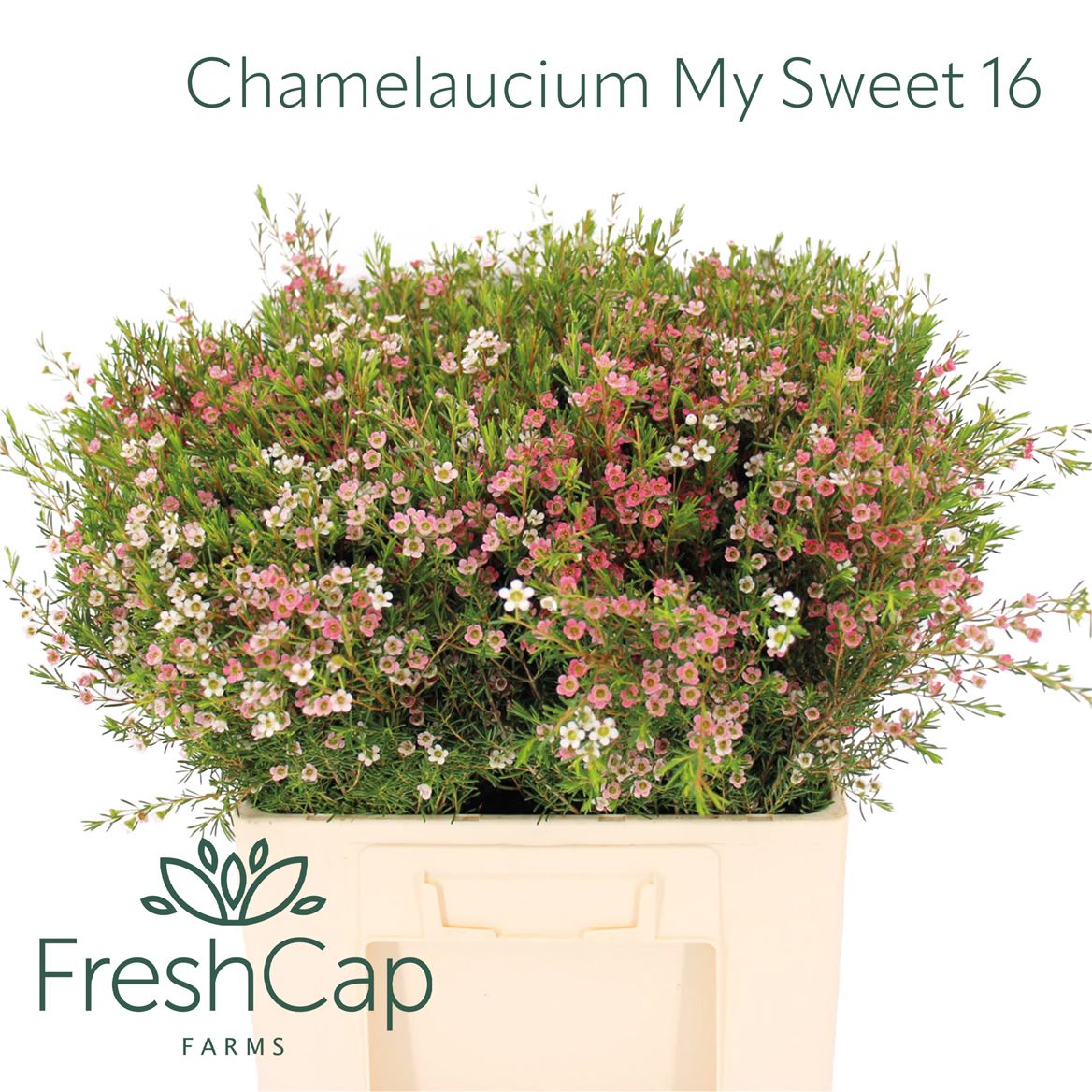 Chamelaucium My Sweet Sixteen 60cm 35gr.