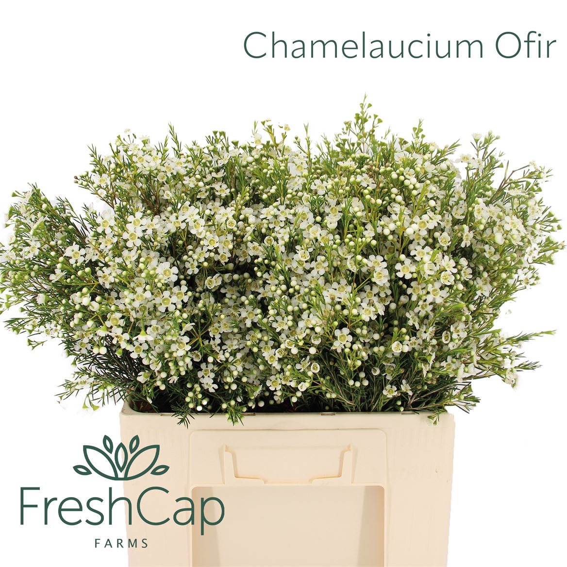 Chamelaucium Ofir 60cm 85gram