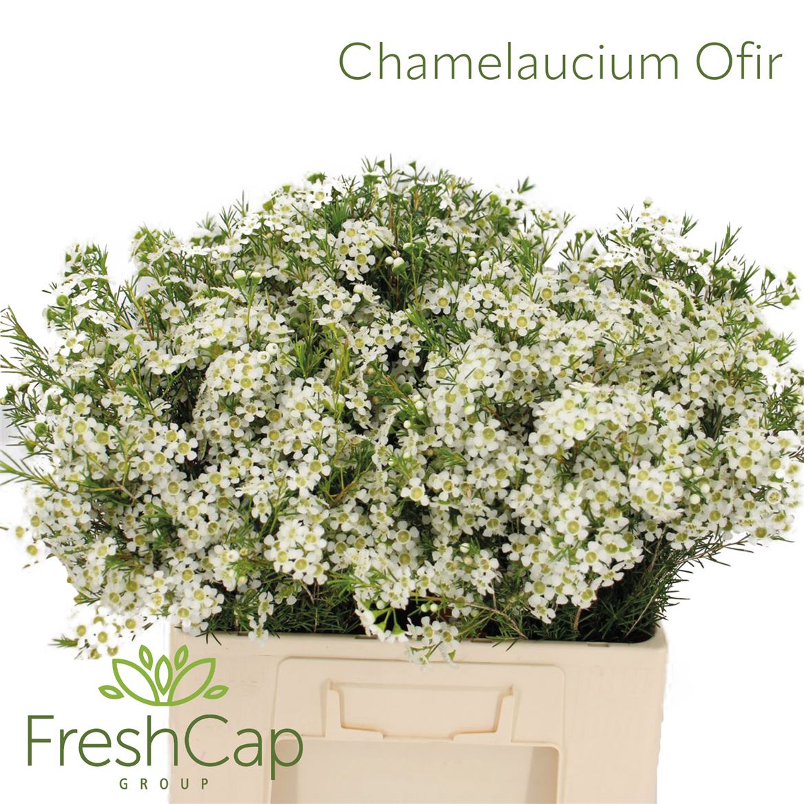Chamelaucium Ofir 60cm 35gr.