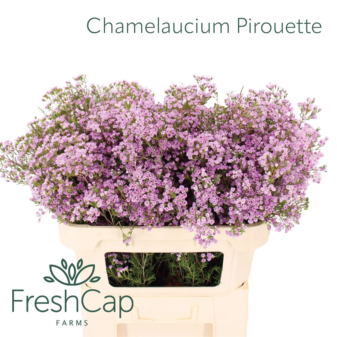 Chamelaucium Pirouette 70cm 45gr.