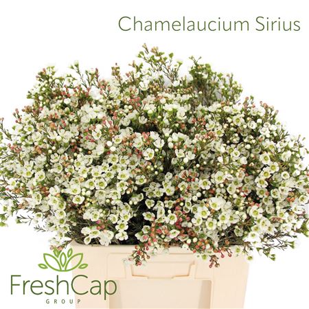 Chame Me Sirius