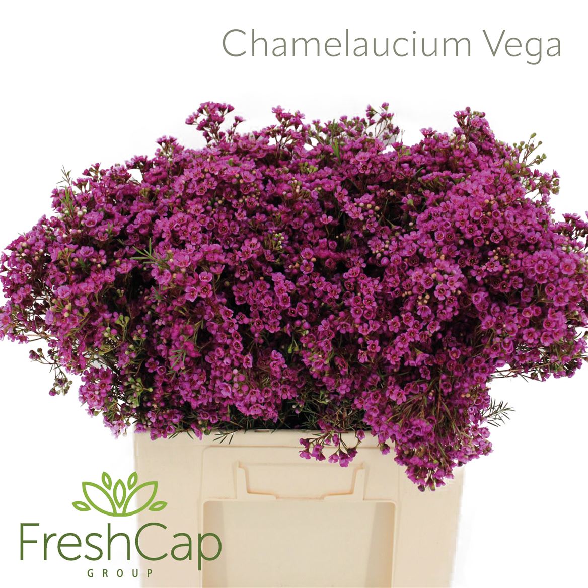 Chamelaucium Uncinatum 60cm 60gram