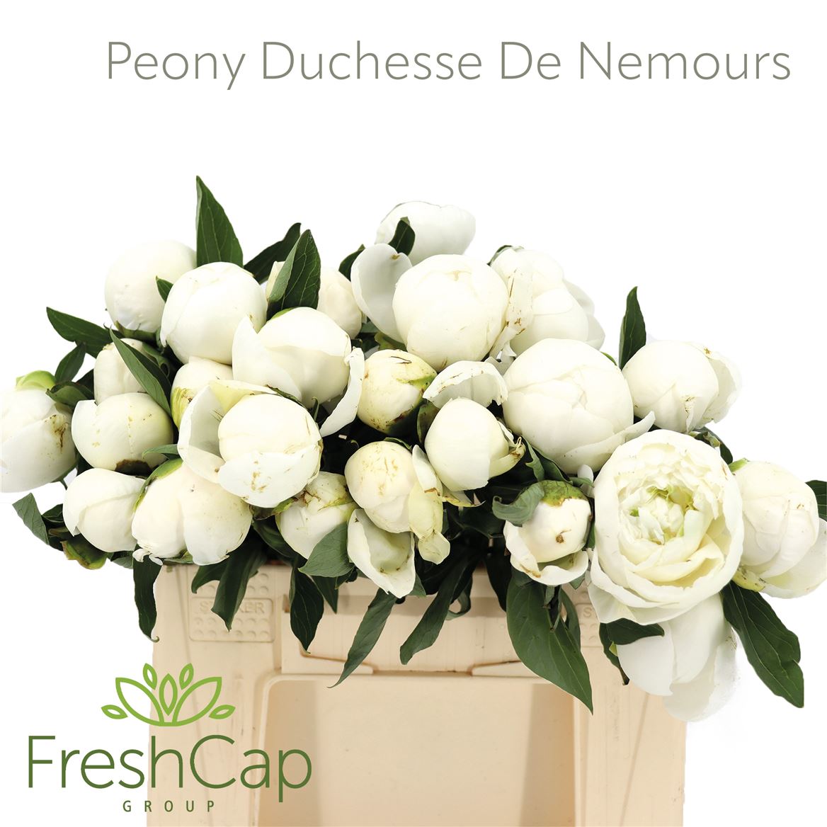 Paeonia Duchesse De Nemours 50cm