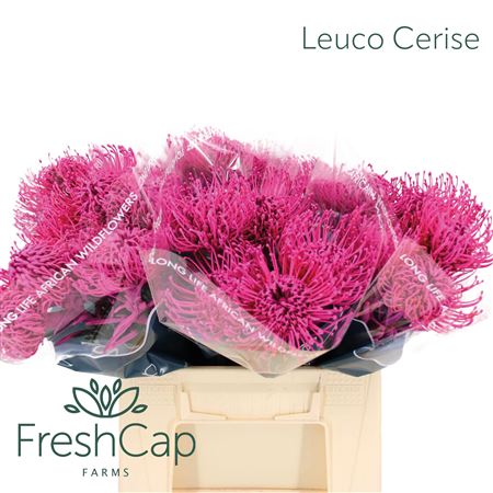 Leuco Cerise