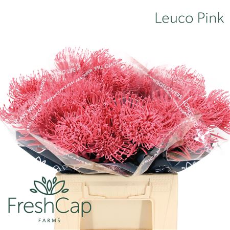 Leuco Pink