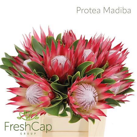 Protea Cy Madiba