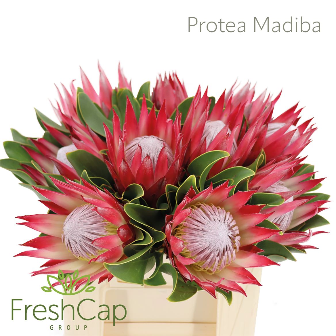 Protea Cynaroides Madiba 40cm