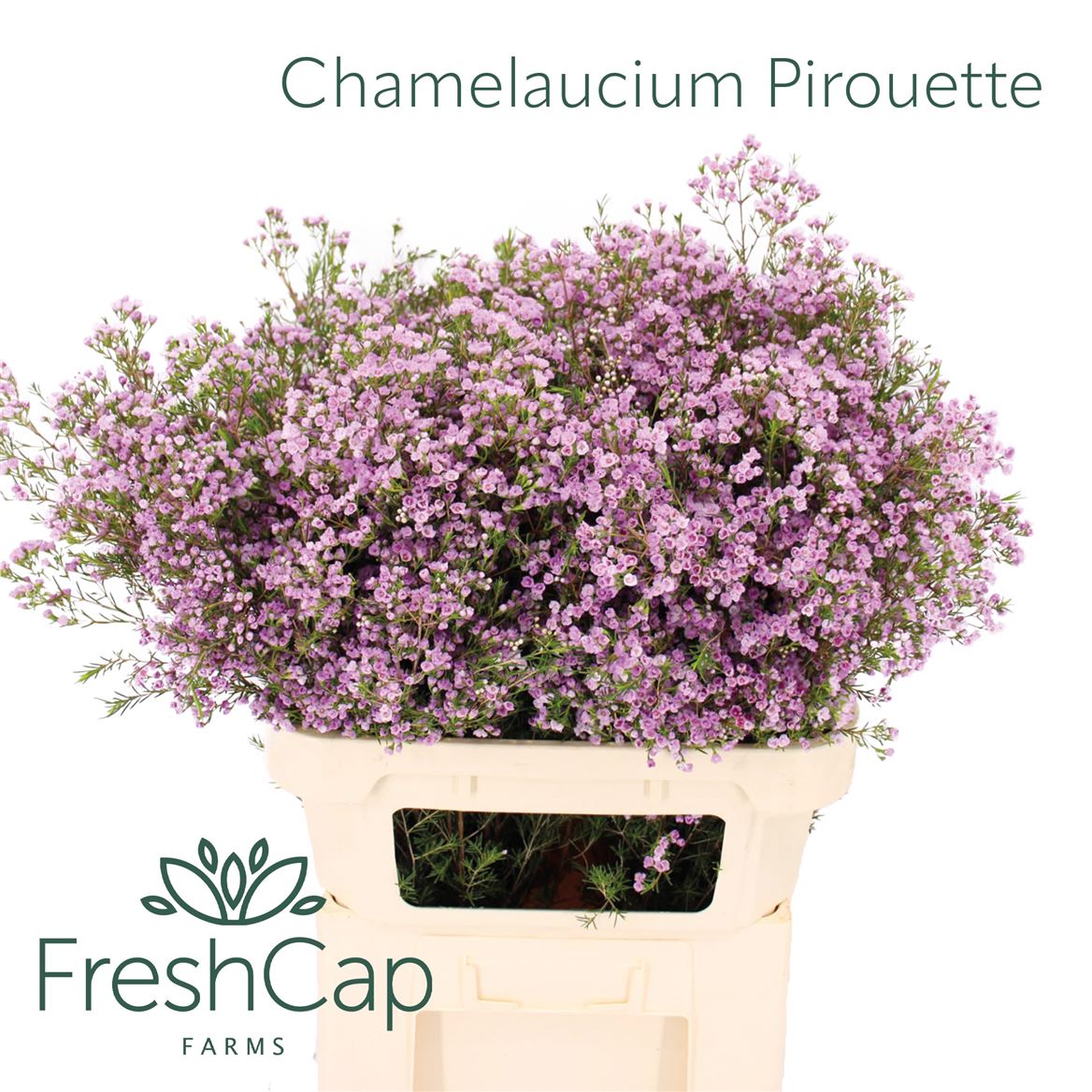 Chamelaucium Pirouette 80cm 65gr.