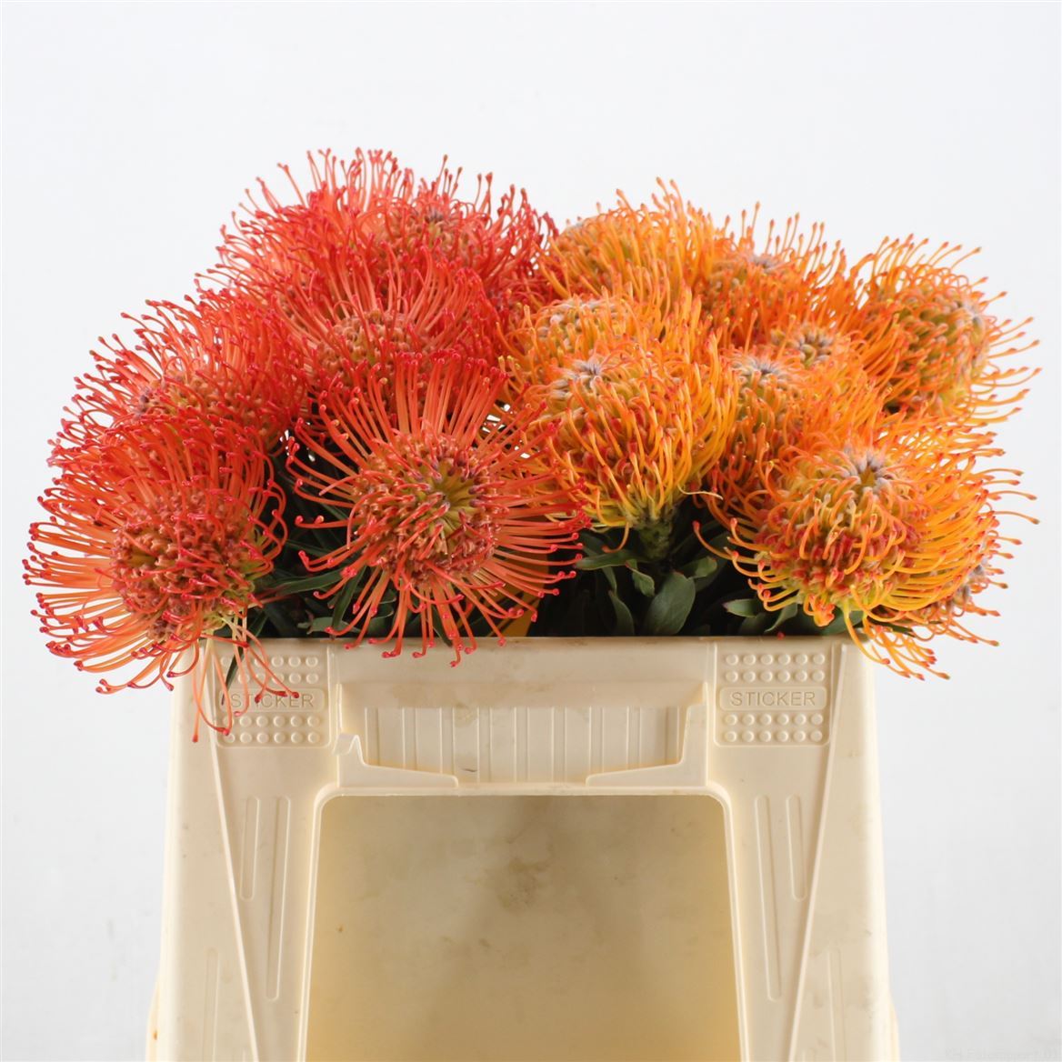Leucospernum 35cm